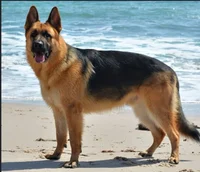 German Shepherd