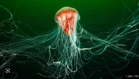 Lions mane jellyfish