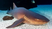 Nurse Shark