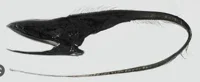 Pelican eel