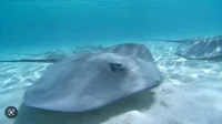 Sting Ray 