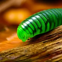 Big insects pandemic