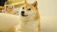 Doge the Dog memer
