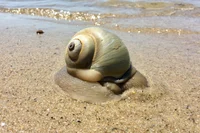 Moon Snail
