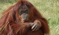 OrangutangW