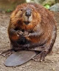 Beaver