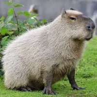 Capybara