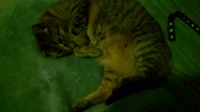 Butterscotch