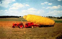 Big Boy Corn