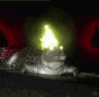 Flaming Gator 1