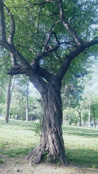 Tree man