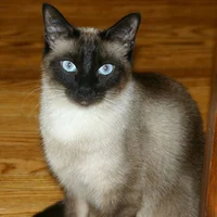 Misty The Siames Cat