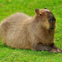 capybara