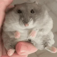 Hamster