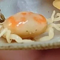 owo crab
