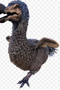 Dodo