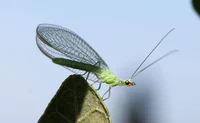 Lacewing