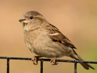 House sparrow