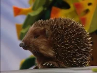 Hetty the Hedgehog