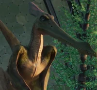 Pteranodon
