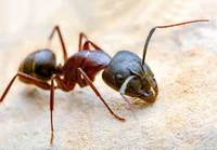 Ant