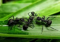 Black ant