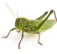 Grasshopper 