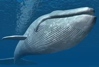 Blue Whale