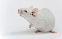 Mouse simulator 