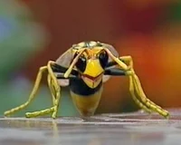 Winnie the Wasp