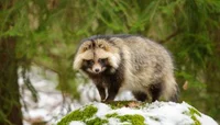 Tanuki 