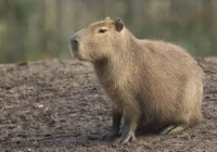 Capybara 
