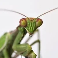 Preying Mantis