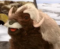 Monica the Musk Ox