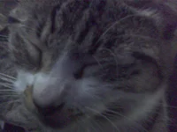 r i p tuna   VENT