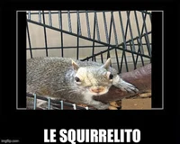 SQUIRRELITO 