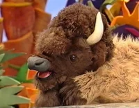 Custer the Bison