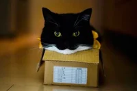 Unico UniUni the cat