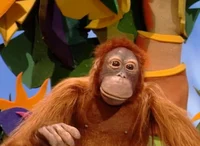 Jackie Orangutan