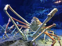 Long Leg Crab