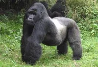 Silverback Gorilla