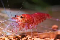 Shrimpy
