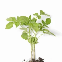 Potato plant