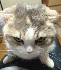 Angry cat