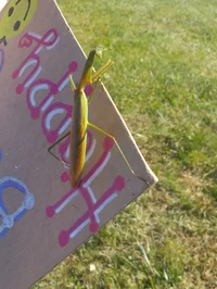 LucytheprayingMantis
