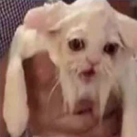 wet cat