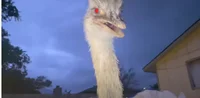 Kevin