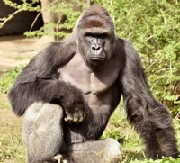 Gorilla