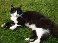 Kuchi the Cat