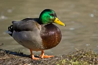 The english duck